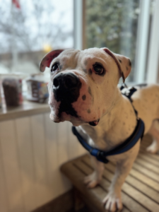 Close up photo of white dog with small black spots